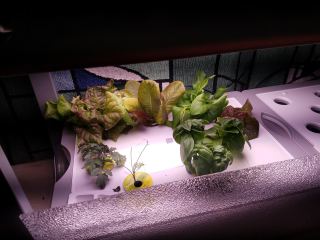 plant robot plants
